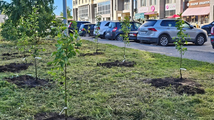 В центре Архангельска к юбилею города высадили яблоневую аллею