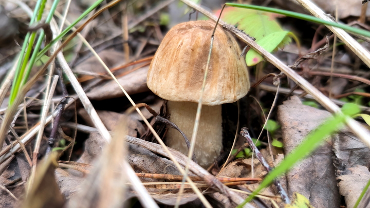 Миколог Бульонкова рассказала главные правила поиска грибов летом 2024