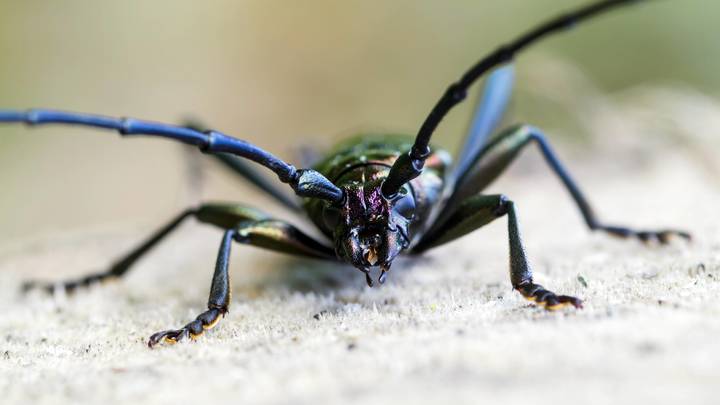 В Няндоме ввели карантин: в город завезли черного усача