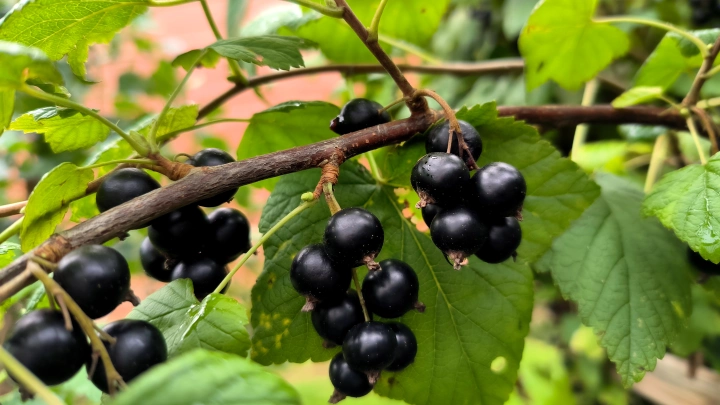 Топ полезных продуктов для мозга: советы от диетолога