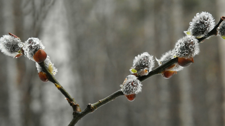 Православные христиане отмечают Вход Господень в Иерусалим