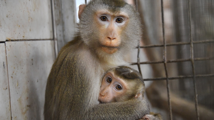 Оспа обезьян распространяется по Европе: Вслед за Италией болезнь обнаружили во Франции