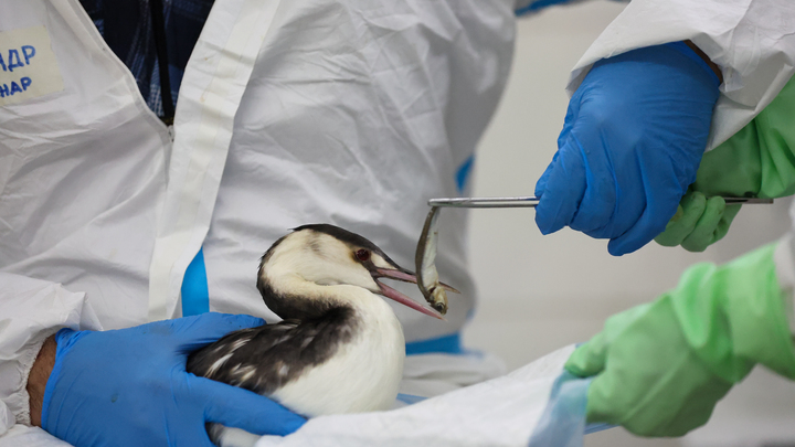 Больницу для птиц, пострадавших от мазута, открывают в Сочи