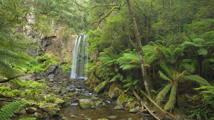 Русский Тарзан провёл в джунглях Австралии почти 60 лет. И был счастлив