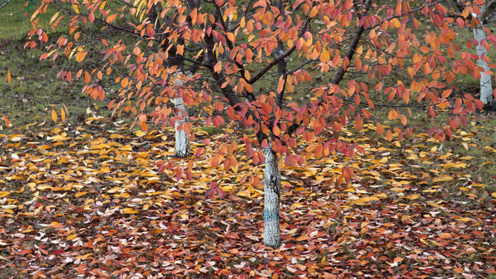 Погода в Краснодарском крае на 11-12 сентября: В регионе ожидаются кратковременные дожди с грозой