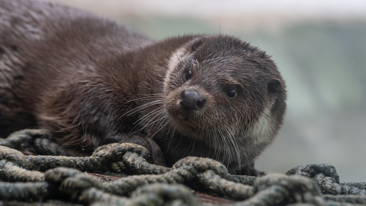 Выдра Сарочка из Петербурга воссоединилась с семьёй