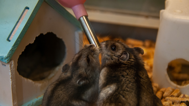 Baza: Причиной ЧП с электричеством в Туле стали крысы Baza: Причиной ЧП с электричеством в Туле стали крысы