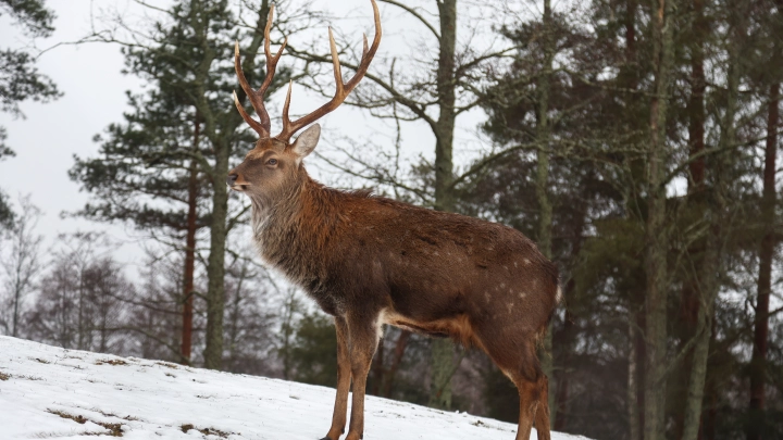 Олени заразили вирусом зомби кабанов. На очереди люди?
