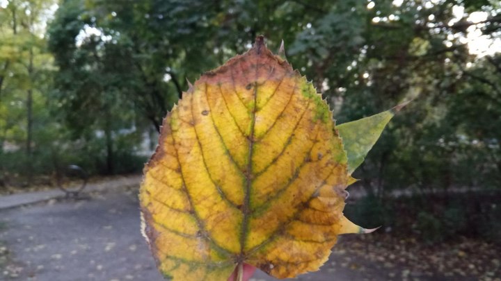 Погода в Ростове-на-Дону 13 ноября 2022: прогноз синоптиков