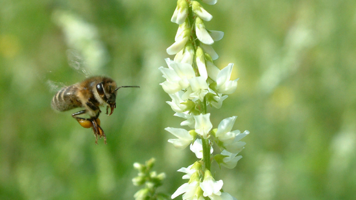Как избавиться от ос без дезинсекторов? Агроном назвал самые эффективные методы