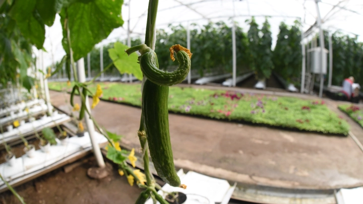 Жители России стали есть меньше хлеба и больше здоровой пищи