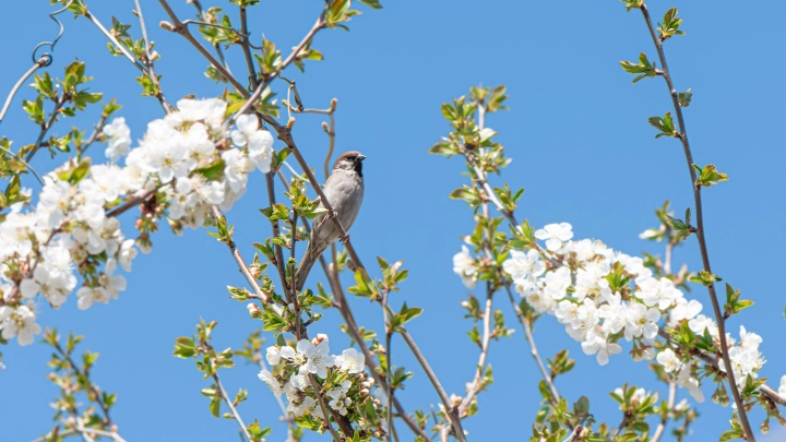 В России проведут перепись воробьёв в феврале: зачем это делается