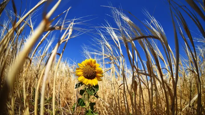 Родные поля: национализированного зернотрейдера выставили на торги