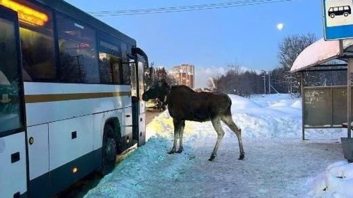 В Балашихе лось попытался зайти в салон автобуса и попал на видео