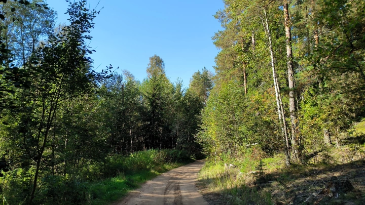 Нас подняли по тревоге в 6 утра: Женщина сутки блуждала по лесу, а когда её нашли, то удивились. Увидеть её такой никто не ожидал
