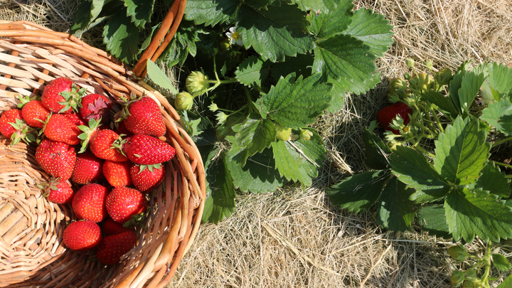Лунный посевной календарь на 1 июля 2023: что сажать сегодня, советы садоводам и огородникам