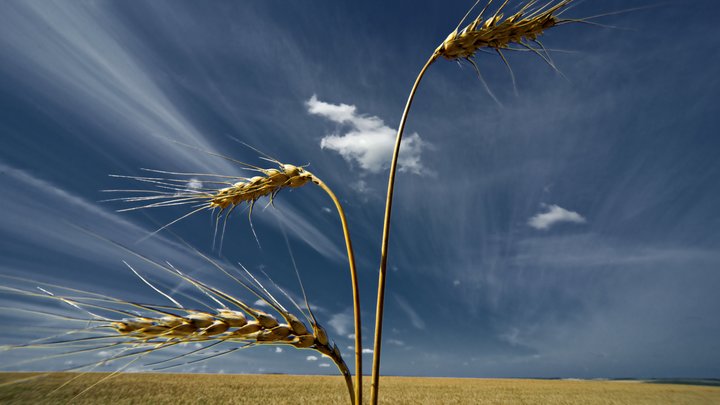 Запасы пшеницы исчерпаны: Грузия столкнулась с острым дефицитом русского зерна