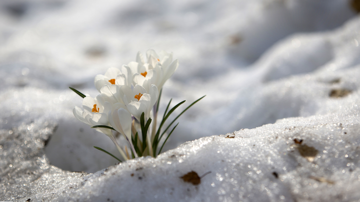 Снег сойдёт раньше времени: Весна в европейскую часть России придёт быстрее обычного