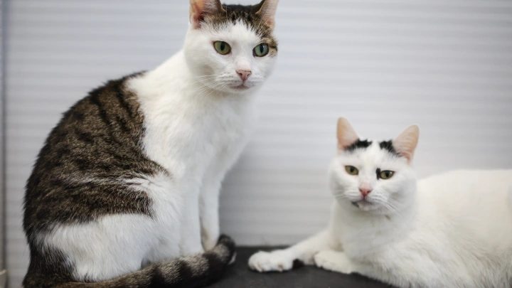 Ветеринары пожаловались на большое количество больных котов после 8 марта