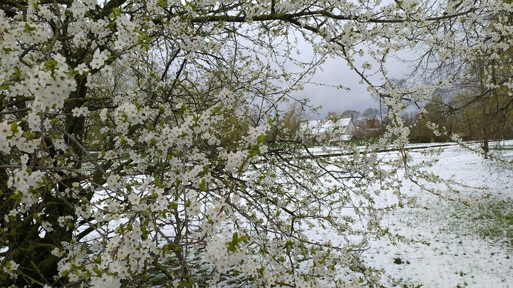 Майская аномалия в Екатеринбурге: Город накануне Пасхи лежит в сугробах
