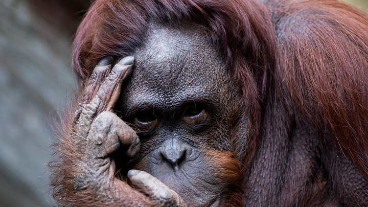 В ВОЗ объяснили вспышку оспы обезьян погодой