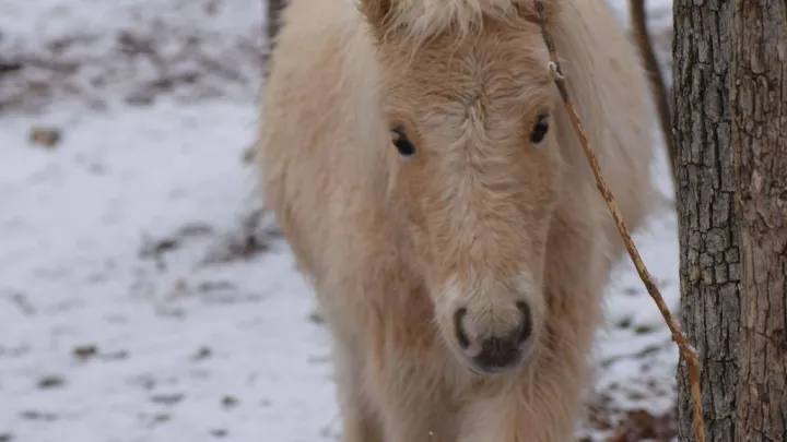 Ушёл за грибами – получил «сюрприз»: в Калининграде лошади искусали внедорожник
