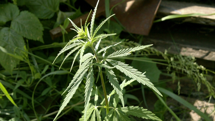 В Мелитополе полиция изъяла пять мешков конопли