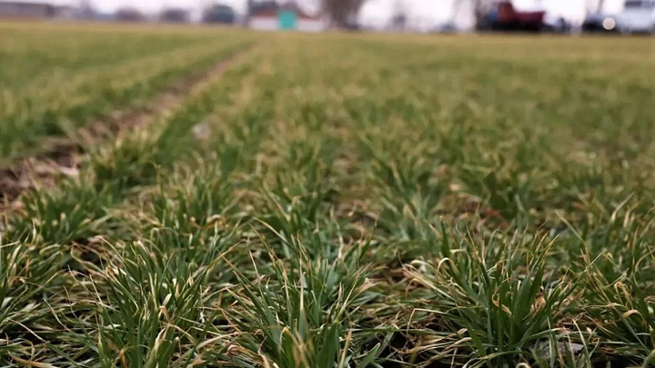 На Кубани 20% площади полей засеяли яровыми культурами