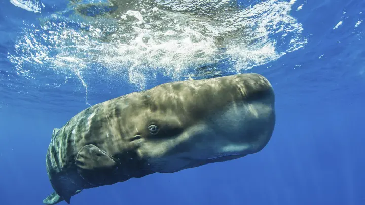 Военный из Таиланда выставил на продажу китовую рвоту за 2,4 млн рублей