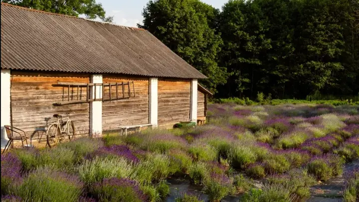 Какие растения запретили выращивать в России с 1 марта 2026 года?