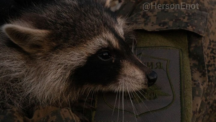 СВОих енотов не бросаем! Даже хвостатые питомцы Красноярского зоопарка поддерживают Енота из Херсона