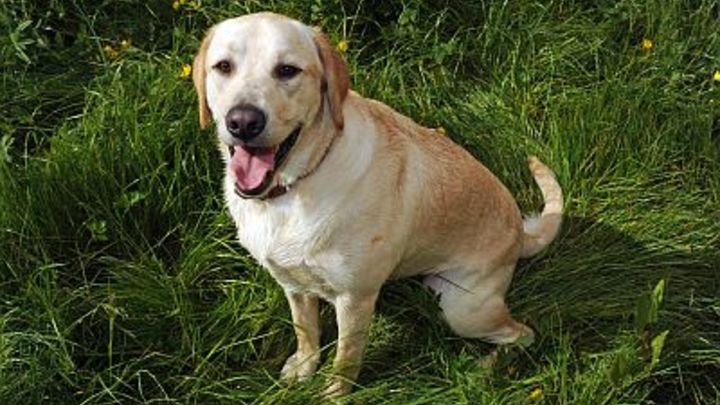 Как отучить собаку лаять по ночам? Советы кинологов