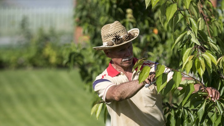 Этой весной Сбер и движение ЭКА посадили 230 тысяч деревьев