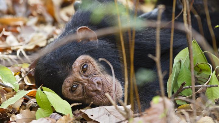 Тайну возникновения опасного вируса помог разгадать убитый более ста лет назад шимпанзе