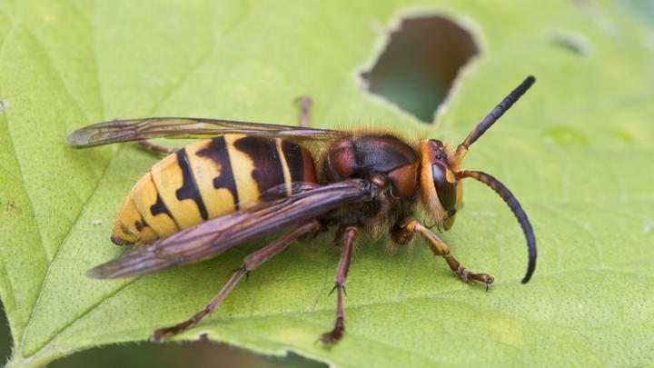 Трагичная случайность: Оса убила жительницу Саратова