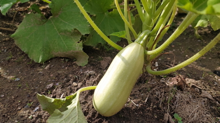 Врач посоветовала страдающим от отёков есть кабачки