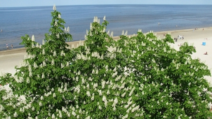 Полицейские задержали пенсионера, который устроил непотребства на туапсинском пляже