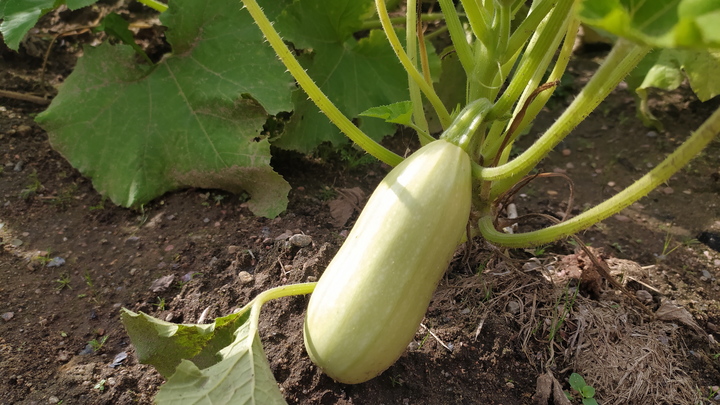 Лунный посевной календарь на июль 2023: удачные и неудачные дни для садоводов