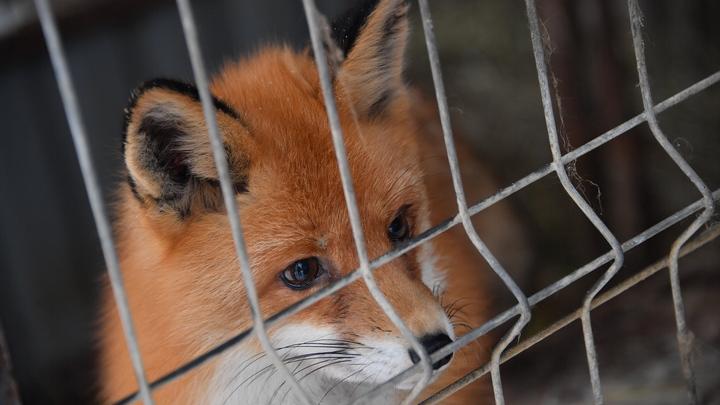 Лиса приходила и раньше: Маму с детёнышами нашли на территории столичной школы