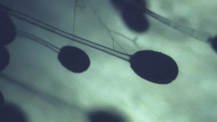 Грибы-убийцы: как изменение климата угрожает здоровью миллионов