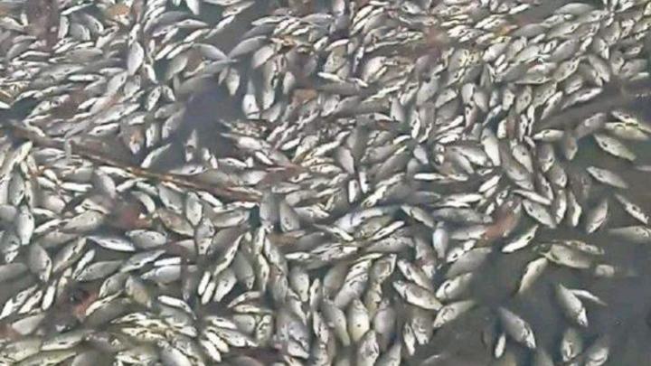 На Сухой Самарке нашли место массовой гибели рыбы