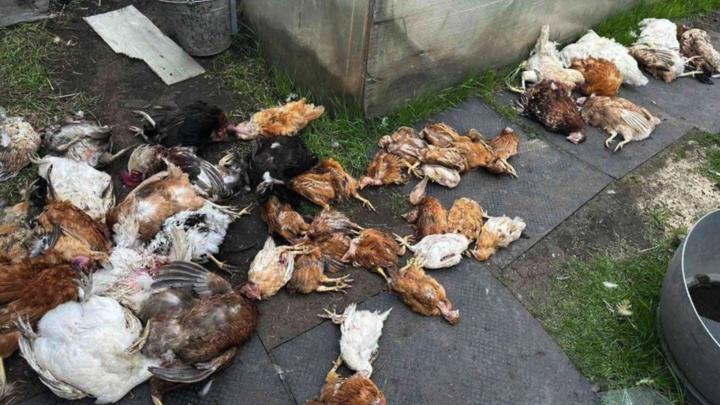 В челябинской деревне находят задушенных и обескровленных кур