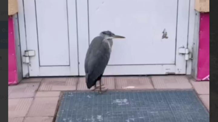 В центре Мурома у ТЦ поймали дикую цаплю