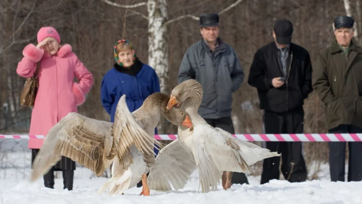 Масленица 2025: Гуляния во Владимире и Суздале пройдут без гусиных боев