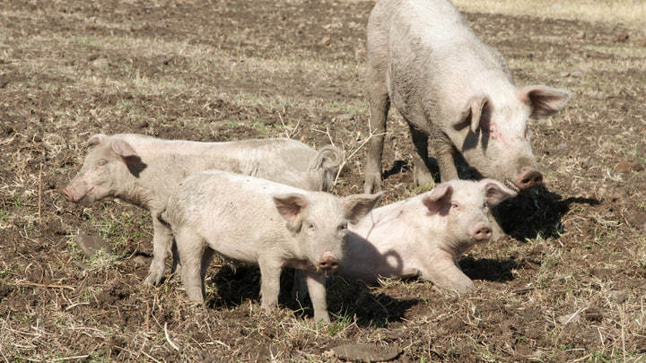 Свинья на заднем сиденье «Жигулей» спровоцировала ДТП в Воронежской области