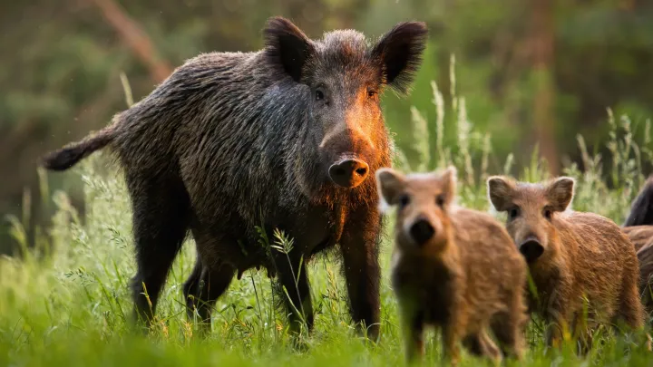 В Германии вымогателю помешали сбежать дикие кабаны