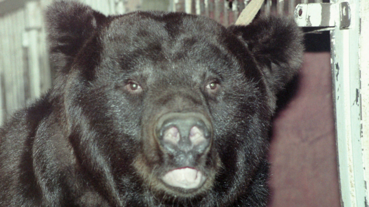 На Камчатке экскурсовод устроил травлю медведя ради забавы туристов