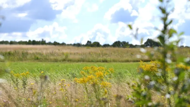 Эль-Ниньо обещает стать рекордным за 10 лет и принести засуху в Россию