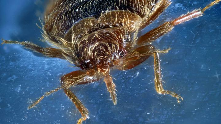 Tagesspiegel: Во Франции для борьбы с клопами используют токсичный инсектицид