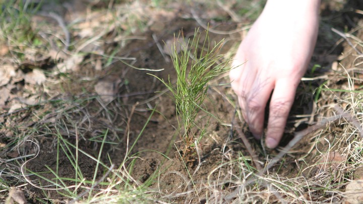 180 миллионов деревьев высадили за 9 лет в лесах Московской области